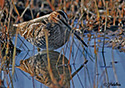 Gallinago delicata